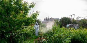 jardineiro em traje de proteção pulverizando arbustos e um jardim com um pulverizador