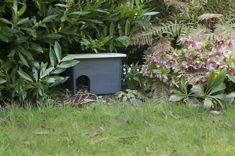 Troca de jardim Orkney Hedgehog House