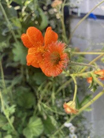 chelsea flower show idéias de plantio selvagem