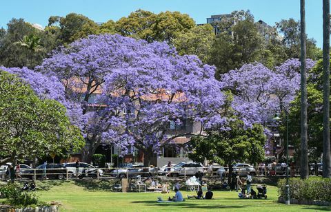 Turistas se reúnem em subúrbios de Sydney para ver jacarandás em plena floração