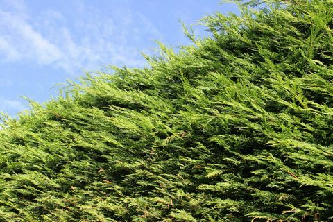Cipreste alto de Leyland / Cupressus Leylandii hedge in garden