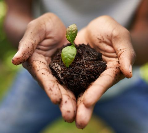 Foto recortada de uma planta em crescimento nas mãos de um homem