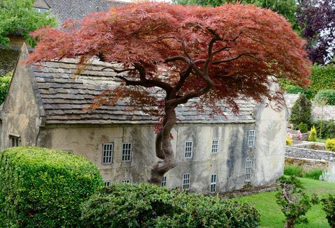 Bourton Model Village - árvore - Cotswolds