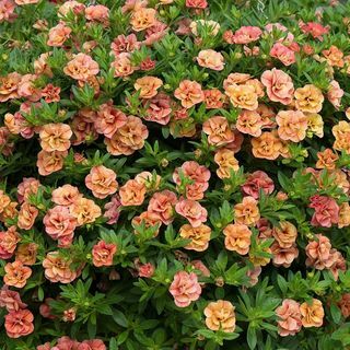 Calibrachoa 'Can-can Double Apricot (Série Can-can)'