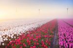 19 fatos que farão você apreciar ainda mais as tulipas