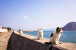 Ilha do gato no Japão