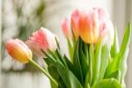 Como parar tulipas de caído