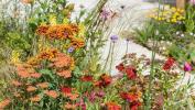 Tatton Park Flower Show: Dianne Oxberry clima jardim tributo