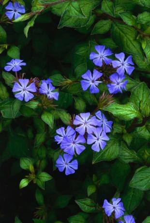 Flores e folhas de Ceratostigma willmottianum