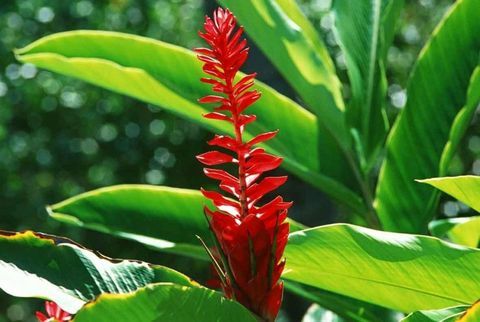 plantas-tropicais-hedychium-aurantiacum