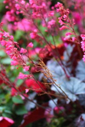 alumroot florescendo no jardim