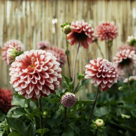 Dálias vermelhas e brancas na flor em um jardim.