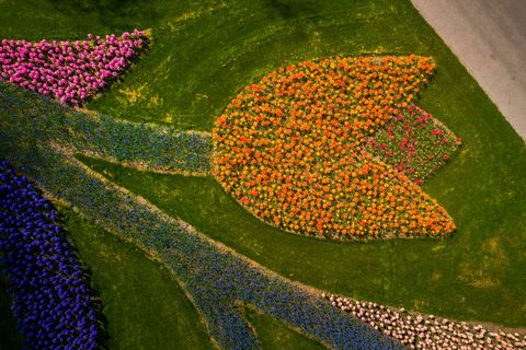 foto aérea de tulipas que tem a forma de uma tulipa