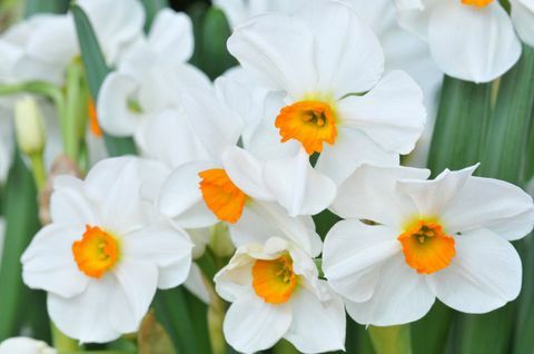 Narcisos