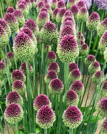 flor de chelsea mostra alliums