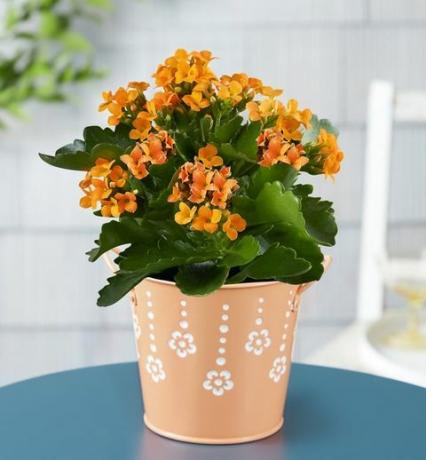 planta de citrinos kalanchoe