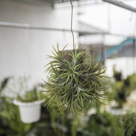 Tillandsia planta melhores plantas de casa que amam umidade