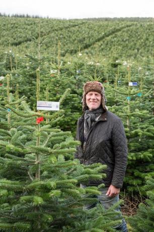 As árvores de Natal Waitrose são cultivadas na Ilha Negra, perto de Inverness, por Kjeld Kristensen (foto) e mais de 130 de seus colegas